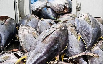 Xuất khẩu cá ngừ tăng mạnh 50%