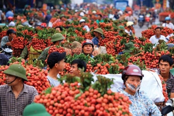 Để tháo gỡ khó khăn cho xuất khẩu nông sản: Các vùng vải thiều cần đa dạng nguồn tiêu thụ