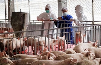 Việt Nam sẽ ngừng nhập khẩu lợn sống từ Thái Lan