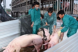 Lợn sống từ Thái Lan đã 