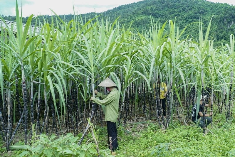 áp dụng biện pháp chống bágiá và chống trợ cấp chính thức đối với một số sản phẩm đường mía có xuất xứ từ Vương quốc Thái Lan.