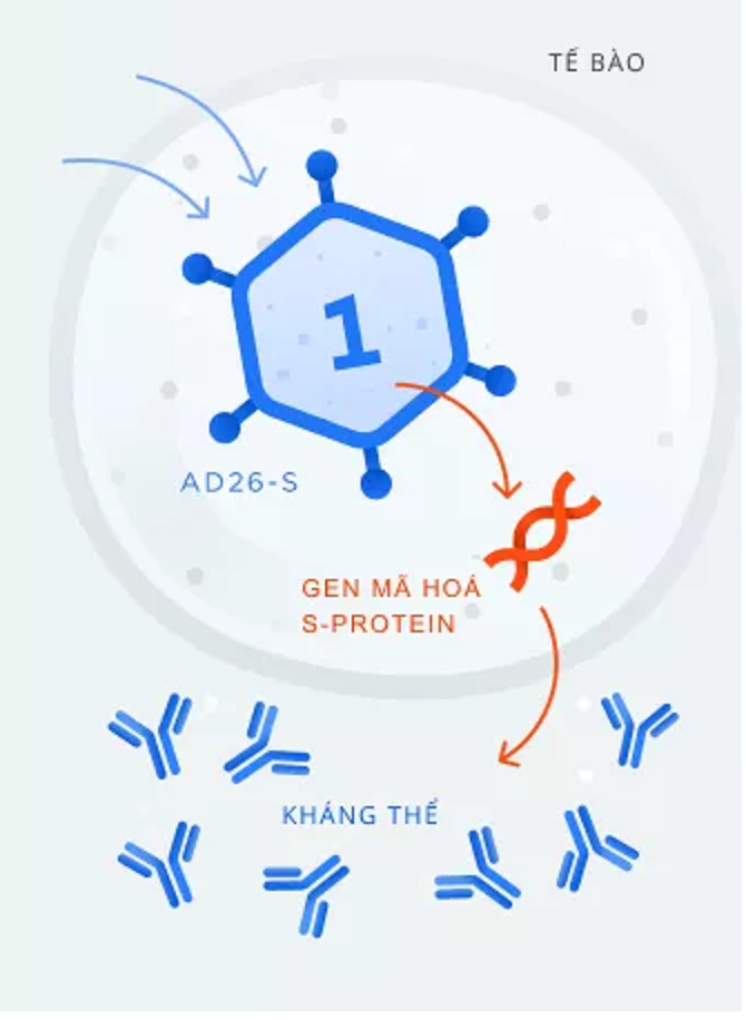 Vaccine COVID-19 Sputnik V của Nga được tiêm theo quy trình như thế nào?