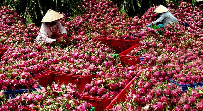 Trái cây Việt có thể xuất khẩu sang Mỹ trở lại