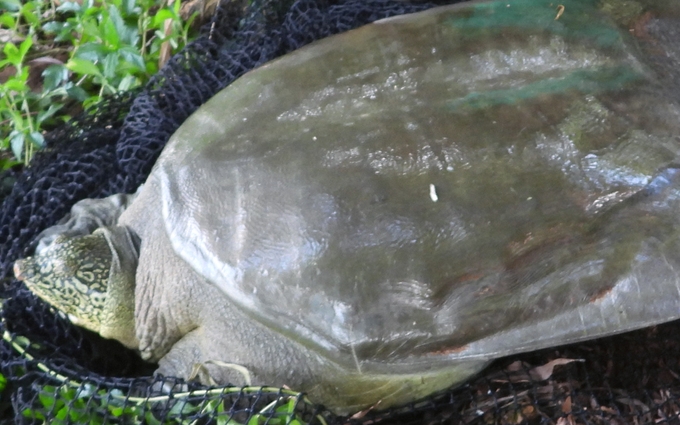 Hậu duệ của rùa Hồ Gươm ở Đồng Mô là giống cái