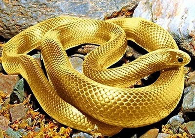 Tử vi tuần mới 18/1 đến 24/1/2021 tuổi Tỵ: Sức khỏe, công việc, tài lộc tuần mới 18/1 đến 24/1