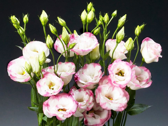 Những loài hoa nên đặt trên ban thờ ngày Tết để thu hút tài lộc