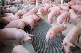 Giá thịt lợn hôm nay 15/6: Dự báo chu kỳ giảm sâu từ đầu tuần