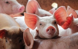 gia heo hoi hom nay 107 it bien dong tang nhe mot so dia phuong