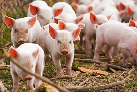 Giá heo hơi hôm nay (12/7): Nam Bộ xuất hiện dịch tả lợn Châu Phi