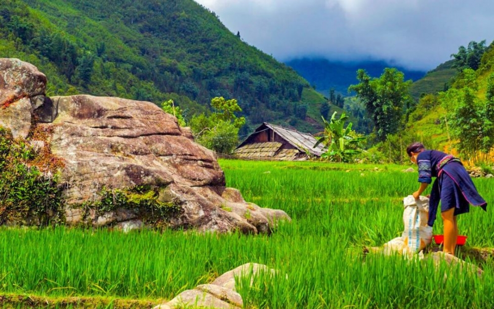 1050 vietnam asia travel work field rice villagers sapa 1036903jpgd