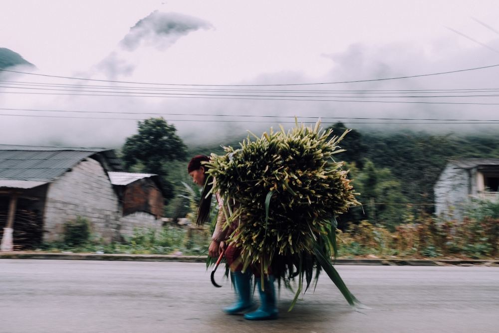 Những phụ nữ người Mông cõng 