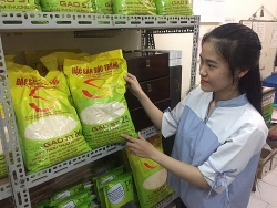 Gạo ST ngon nhất thế giới của Việt Nam có gì đặc biệt?
