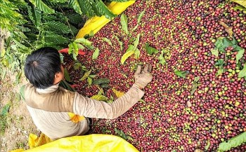 Xuất khẩu cà phê Việt vào thị trường Nhật Bản: nhiều tiềm năng rộng lớn
