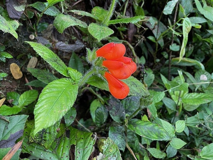 Loài hoa dại Gasteranthus extincus màu cam từng tuyệt chủng ở Ecuador nay đã được tìm thấy. Ảnh: Twitter