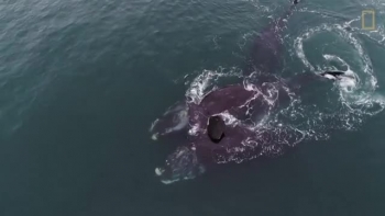 Hình ảnh hiếm gặp về “cái ôm” của hai chú cá voi