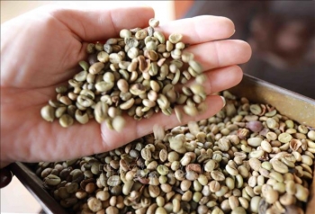 Triển vọng cơ hội gia tăng xuất khẩu cà phê vào Hoa Kỳ