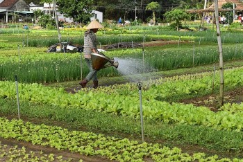 Quảng Nam phát triển di sản nghề trồng rau Trà Quế gắn với du lịch xanh