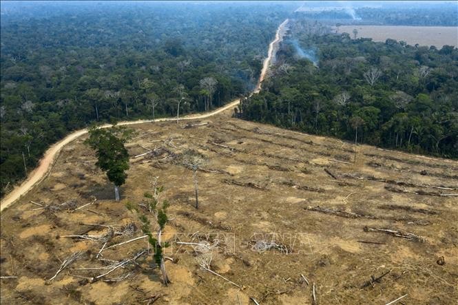 Một khoảng rừng Amazon bị thiêu rụi ở gần Porto Velho, bang Rondonia, Brazil. Ảnh tư liệu: AFP/TTXVN.