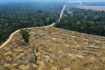 Mỗi phút thế giới lại mất đi diện tích rừng nhiệt đới bằng 10 sân bóng đá