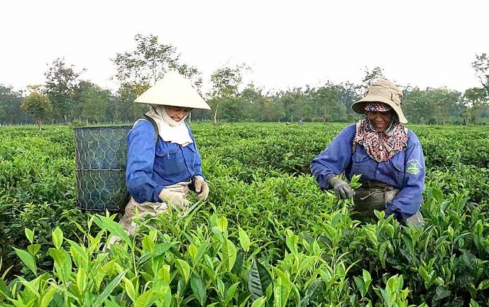 doanh nghiep viet kieu tim loi xuat ngoai cho nong san gia lai