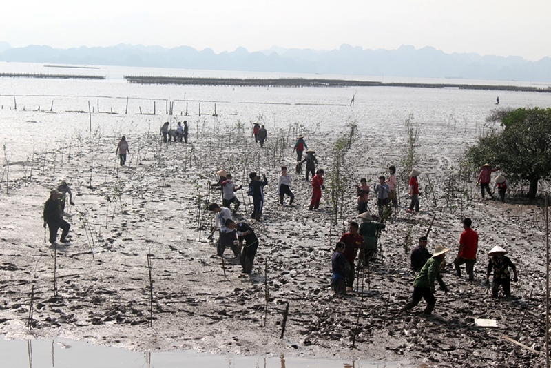 tinh nguyen vien nhat ban toi quang ninh trong cay ban chua