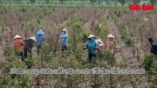 Làng trồng mai vàng thành phố Hồ Chí Minh tất bật vào vụ Tết