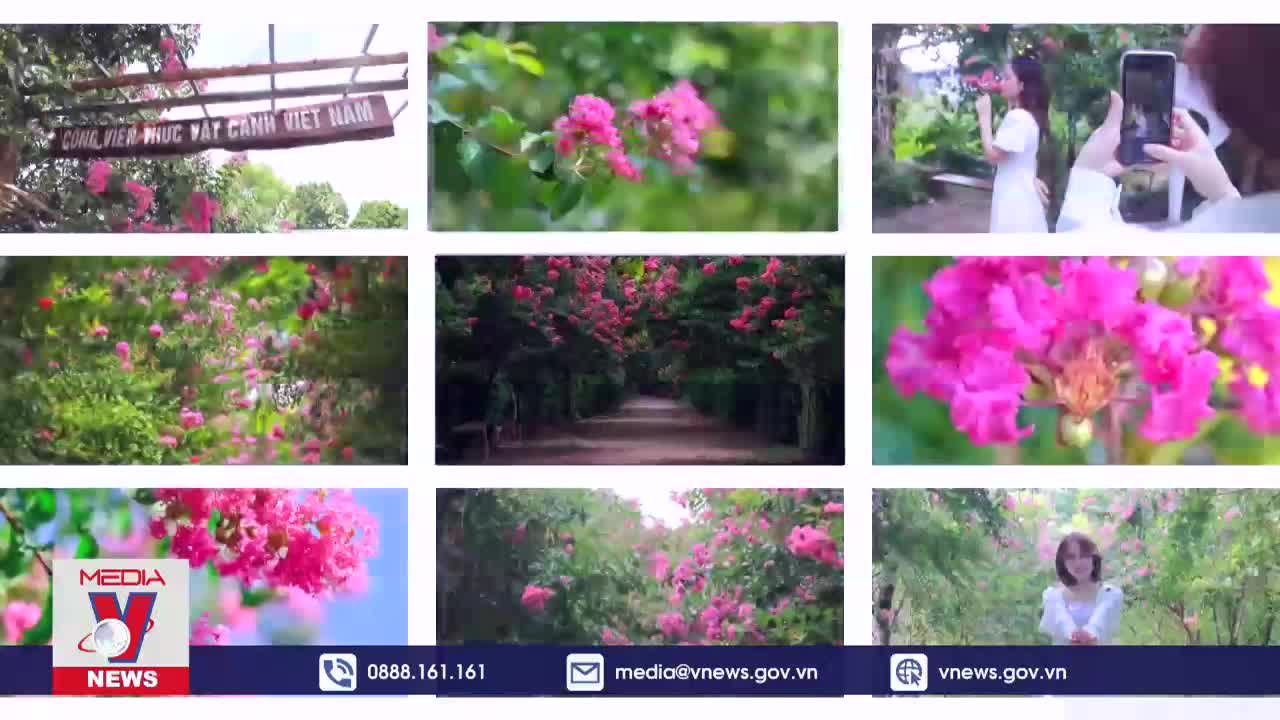 Rực rỡ sắc hồng con đường hoa tường vi ngoại thành Hà Nội